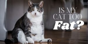 is my cat too fat
