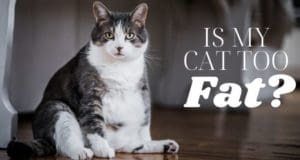 is my cat too fat