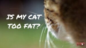 is my cat too fat