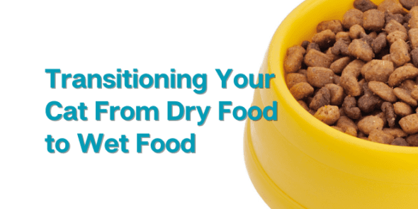 Cat Food How To Switch Your Cat From Dry To Wet Cat Food