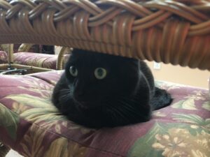 black cat on chair