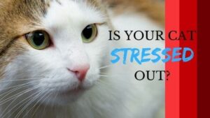 is your cat stressed out