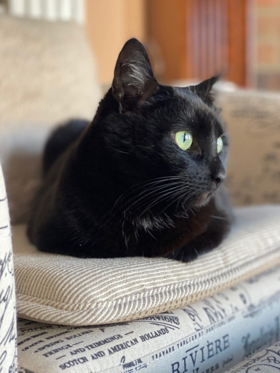 black cat sitting in chair