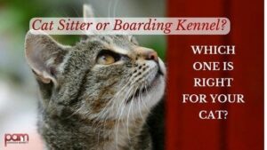 cat sitter or boarding kennel? Which one is right for your cat?