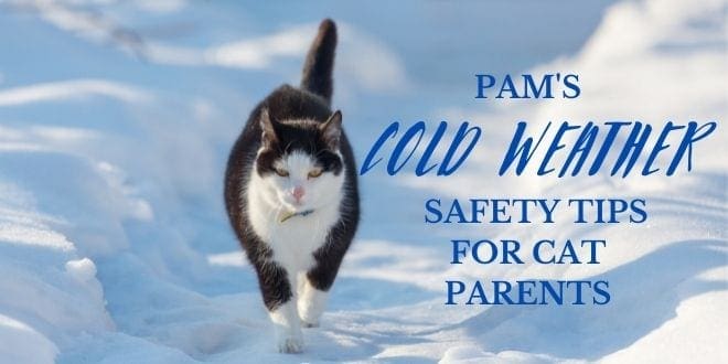 Cat Safety Pam S 10 Winter Safety Tips For Cat Parents