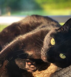 black cat enjoying the sun on her cat tree