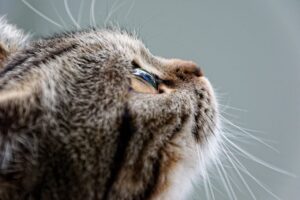tabby in profile