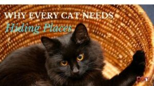why every cat needs hiding places