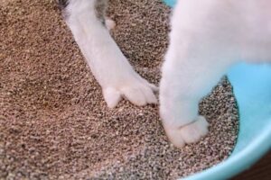 cat paws in litter box