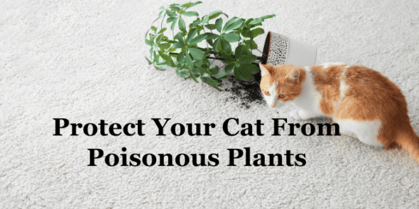 Don't Make Your Cat Sick Or Worse: Poisonous Plants