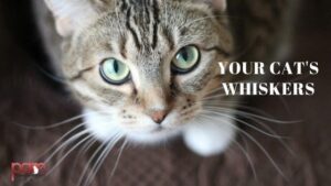 your cat's whiskers
