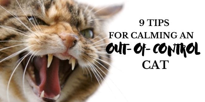How to Calm an Angry Cat