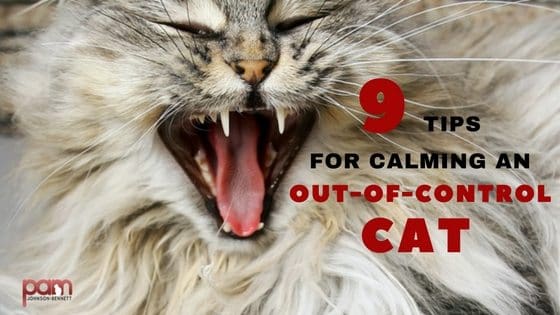 calming an aggressive cat