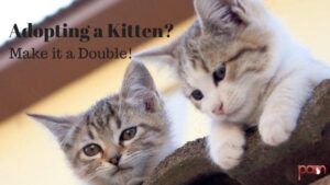 adopting a kitten? make it a double