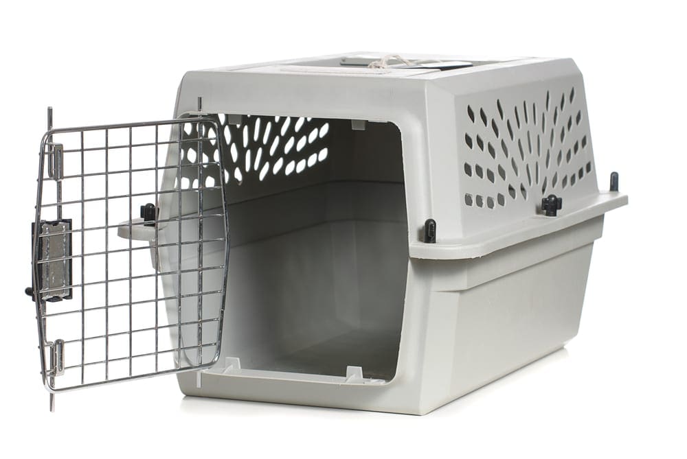 Cat Care Choosing the Right Size Carrier