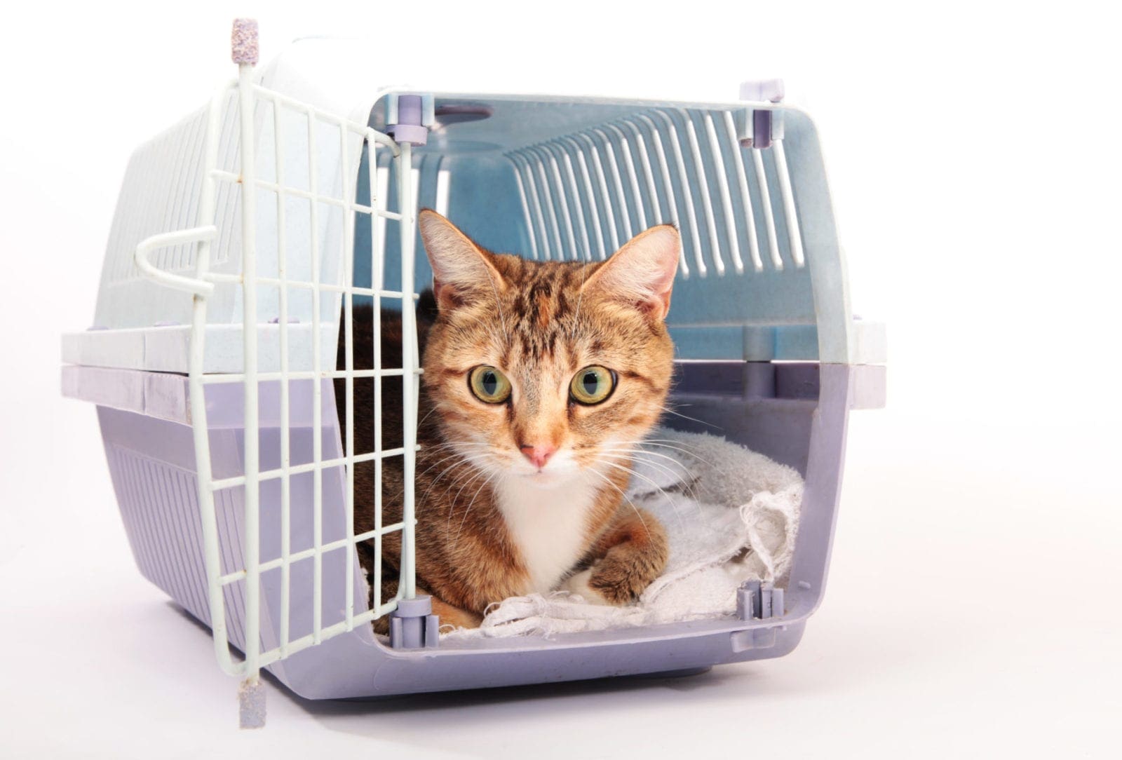 Cat carrier картинка