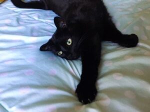 black cat on bed