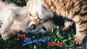 pet summer safety