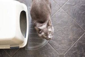 gray cat next to covered litter box