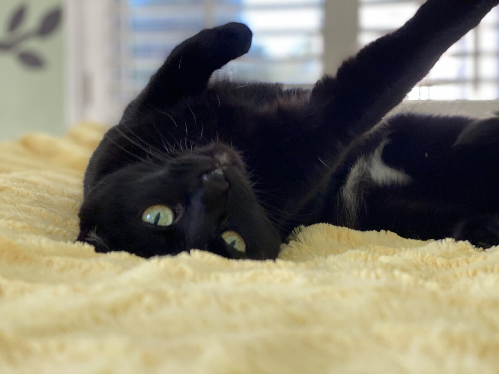 Why Does My Cat Pee on the Bed?