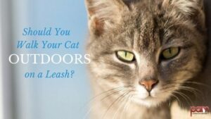 should you walk your cat outdoors on a leash?