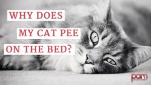 why does my cat peed on the bed?