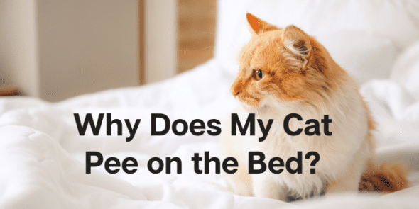 Why Does My Cat Pee On The Bed?