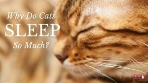 why do cats sleep so much?