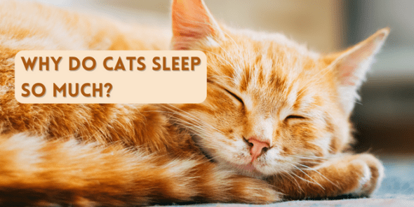 Why Do Cats Sleep So Much 2931