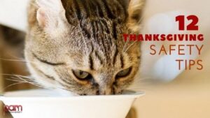 12 thanksgiving safety tips