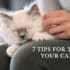 7 tips for turning your cat into a lap cat