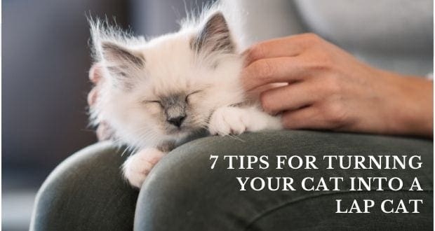 7 tips for turning your cat into a lap cat