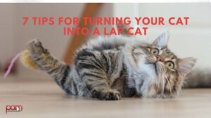 7 tips for turning your cat into a lap cat