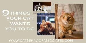 9 things your cat wants you to do