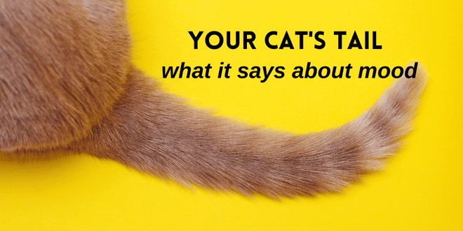 Why Do Cats Puff Their Tails?