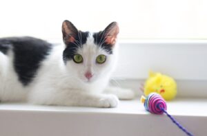 black and white cat with toys