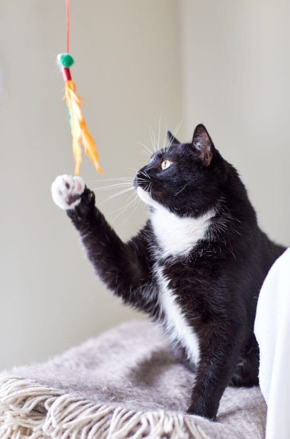 cat playing with feather toy