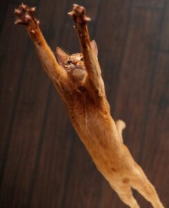 cat leaping in air