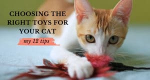 choosing the right toys for your cat