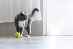 cat playing with ball