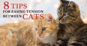 8 tips for easing tension between cats
