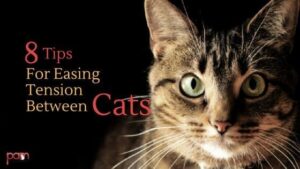 8 tips for easing tension between cats
