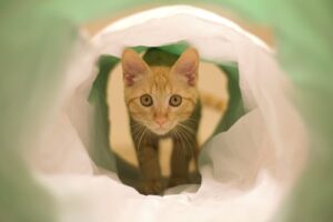 kitten in cat tunnel