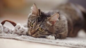 cat on carpet