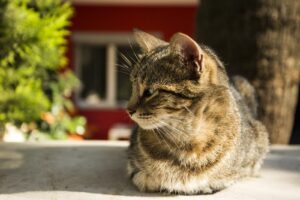 cat resting outdoors