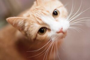 cream cat looking up