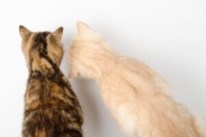 looking down at two cats