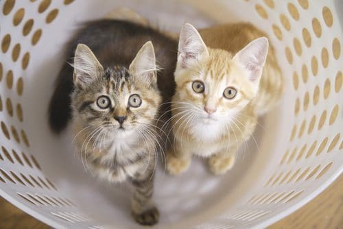 two kittens in laundry basket