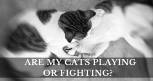 ARE MY CATS PLAYING OR FIGHTING