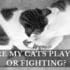 ARE MY CATS PLAYING OR FIGHTING